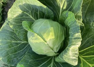 White Cabbage - Locally Grown