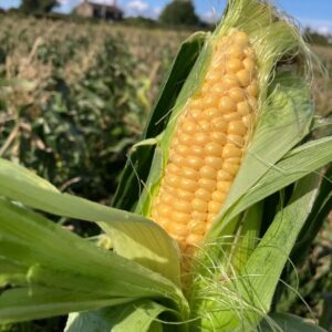 Locally Grown Sweetcorn